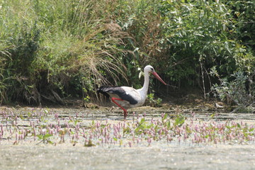 Stork. White Stork Cicogna bird in nature lake. Stork in nature. No post process, no sharpen.