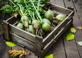 Harvested green turnip in wooden crate. Selective focus.