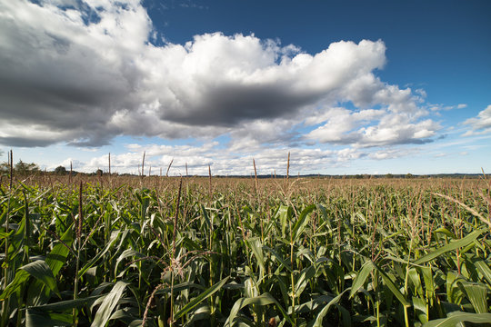 New corn field.