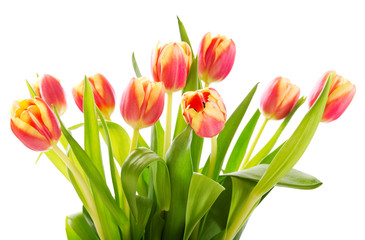 red tulips isolated on white background