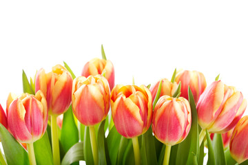 red tulips isolated on white background
