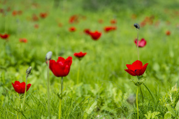 Anemone Flower blooming