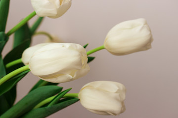 Beautiful white gentle tulips close-up on a white background.