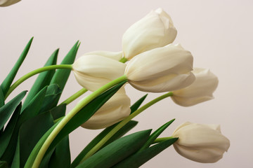 Fototapeta na wymiar Beautiful white gentle tulips close-up on a white background.