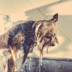 Portrait of a wet dog. Yorkshire Terrier in the bathroom. Toned image.