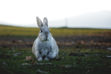 Cute bunny wandering in the grass and logs