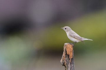 ニシオジロビタキ(red-breasted flycatcher)