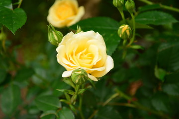 【神奈川】黄色バラ