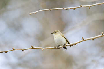 ニシオジロビタキ(red-breasted flycatcher)