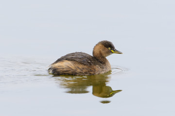 カイツブリ冬羽(Little grebe)