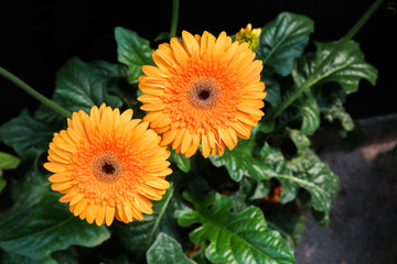 Orange gebera (african daisy) on black background