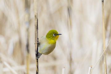 メジロ(Japanese White-eye)