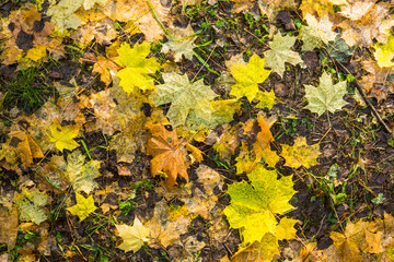 Bright autumn leaves on the ground. Shoot from above.