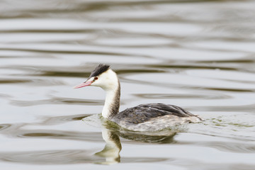 カンムリカイツブリ冬羽(Great Crested Grebe)