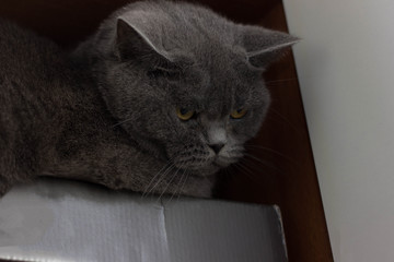 Funny british cat peeping