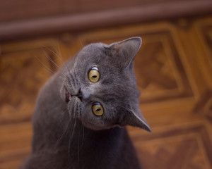 Funny british cat peeping
