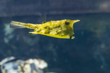 Lactoria cornuta - longhorn cowfish.
