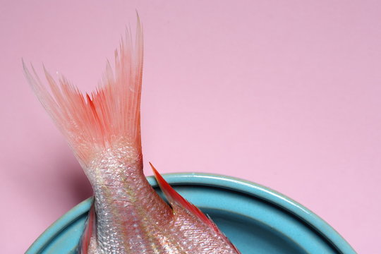 red Sea bream or Dorade rose in a turquoise bowl on pastel pink background