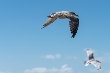 A Seagull Flying In The Sky