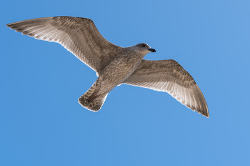 A Seagull Flying In The Sky