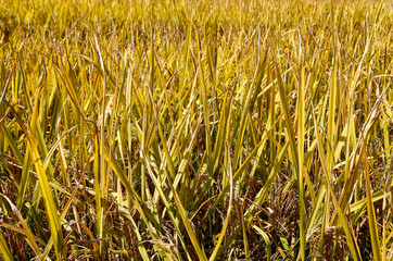 Golden rice in the fields in China