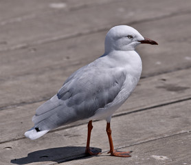 Seagull