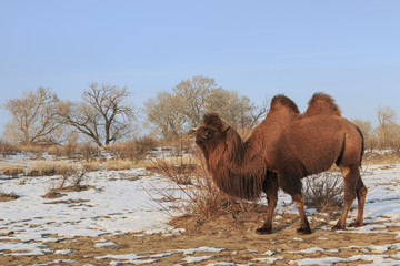Two-humped Bactrian Camel in Xinjiang, China (Camelus bactrianus)
