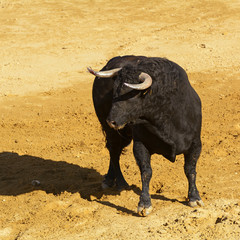 Toro de lidia en la arena de una plaza de toros. España
