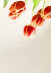 Blumiger Tulpengruß zu Ostern