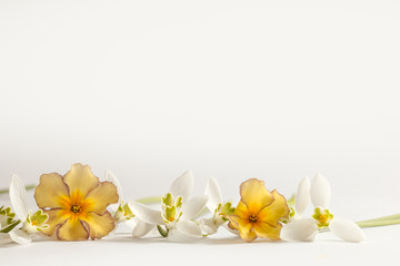 Fototapeta na wymiar Romantischer Blumenrahmen mit Schneeglöckchen und Primeln auf hellem Hintergrund