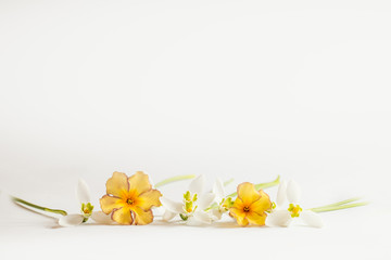 Romantischer Blumenrahmen mit Schneeglöckchen und Primeln auf hellem Hintergrund