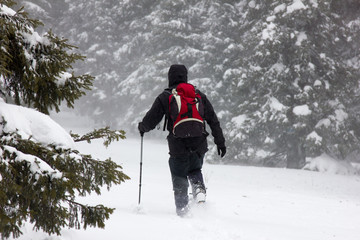 Traveler makes his way through snowdrifts in the forest during blizzards
