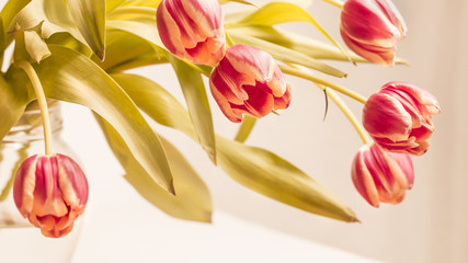 Tulpen - Blumenstrauß zu Ostern