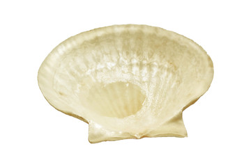 scallops shell (See Pectinidae) on the white background(isolated on white and clipping path)