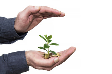 hands with coins and little plant. concept of economy and business