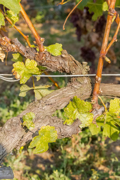 cep de vigne, taille, rejets, pampres, bourgeons 