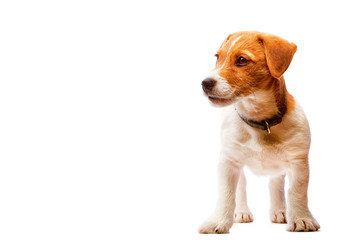 Small cute jack russel terrier puppy isolated on white background.