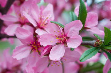 Flowering almonds in the spring. Closeup of pink flowers