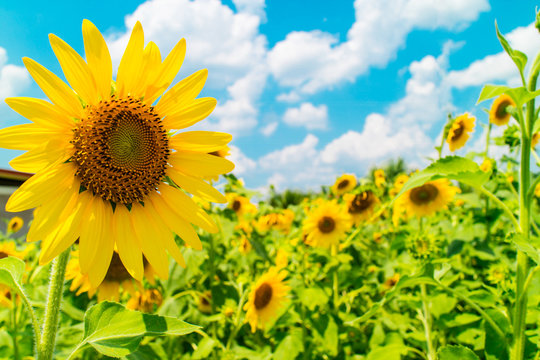 Background with sunflowers garden and blue sky