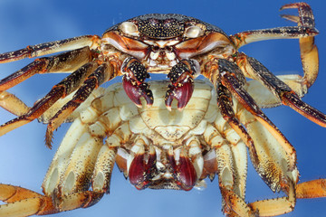 TIERE_4180_rote_Klippenkrabbe_(tot)