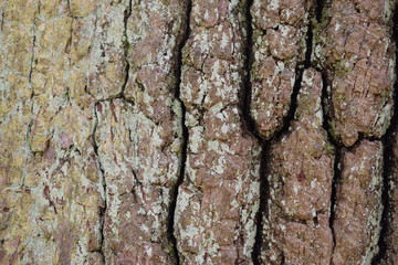 Closeup of a brown tree bark