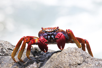 TIERE_4207_rote_Klippenkrabbe