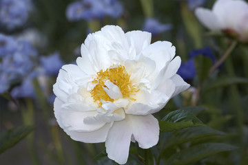 White peony