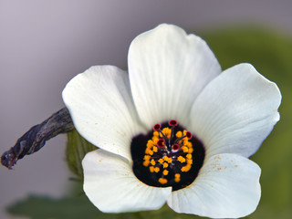 White flower