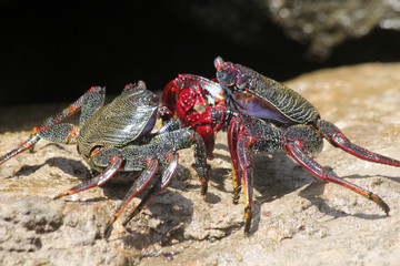 TIERE_4506_rote_Klippenkrabbe_nach_Paarung