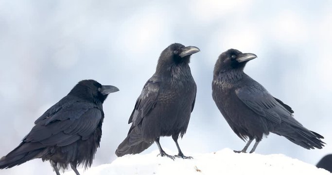 Pack of ravens.