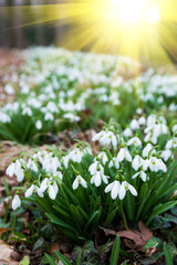 Fototapeta premium white snowdrop flowers in spring