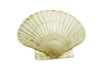 scallops shell (See Pectinidae) on the white background(isolated on white and clipping path)