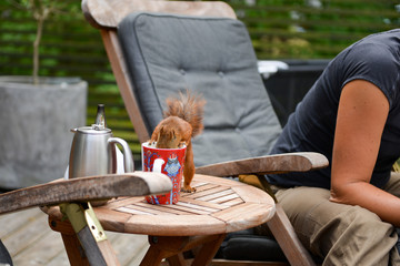 coffee break with squirrel © Peter