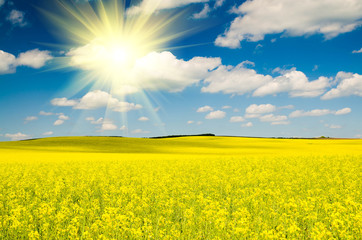 Obraz premium beautiful rape field